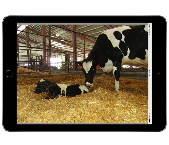 CALVING CAMERAS